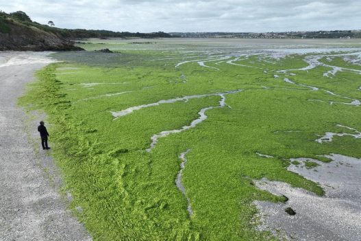 découvrez le monde fascinant des éleveurs d'algues vertes, ces acteurs clés de l'aquaculture durable. apprenez comment ils cultivent ces trésors marins pour le bien-être de notre planète et explorez les bienfaits nutritionnels et environnementaux des algues vertes.